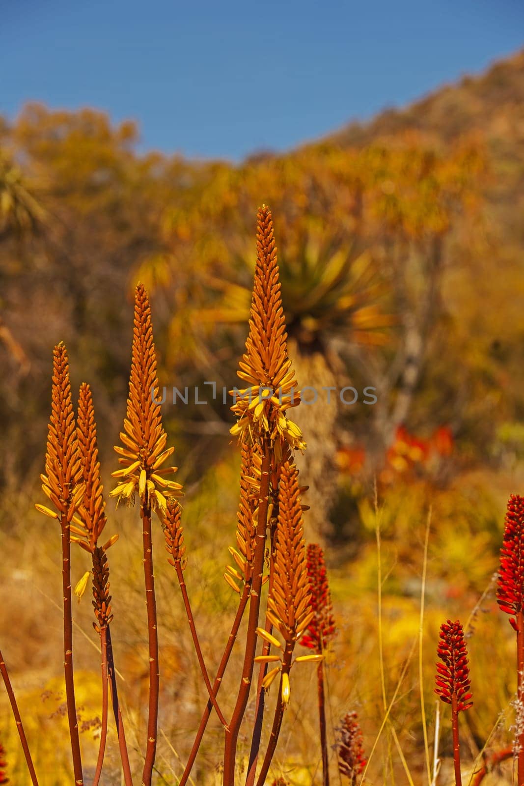 Aloe flowers in the Walter Sisulu botanical gardens, Johannesburg South Africa