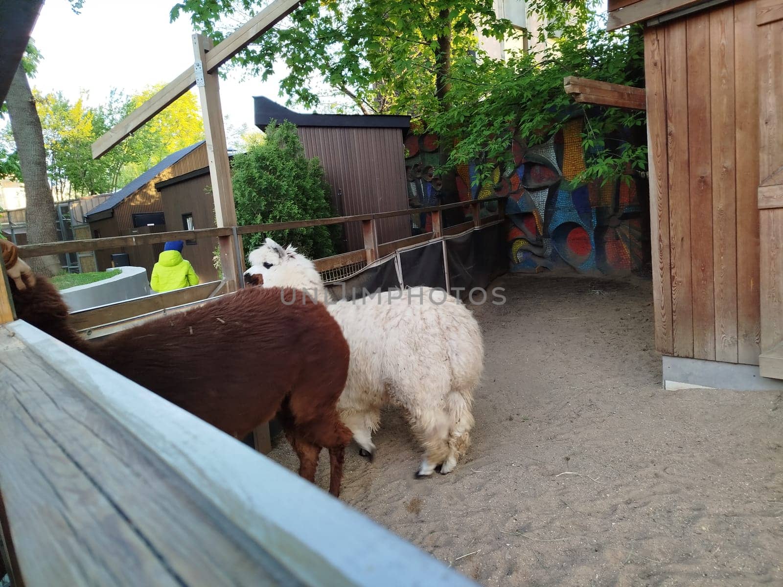 Two alpacas, one brown and one white, stand in a sandy enclosure at a zoo. A wooden fence runs along the foreground. A person wearing a yellow jacket can be seen in the background.