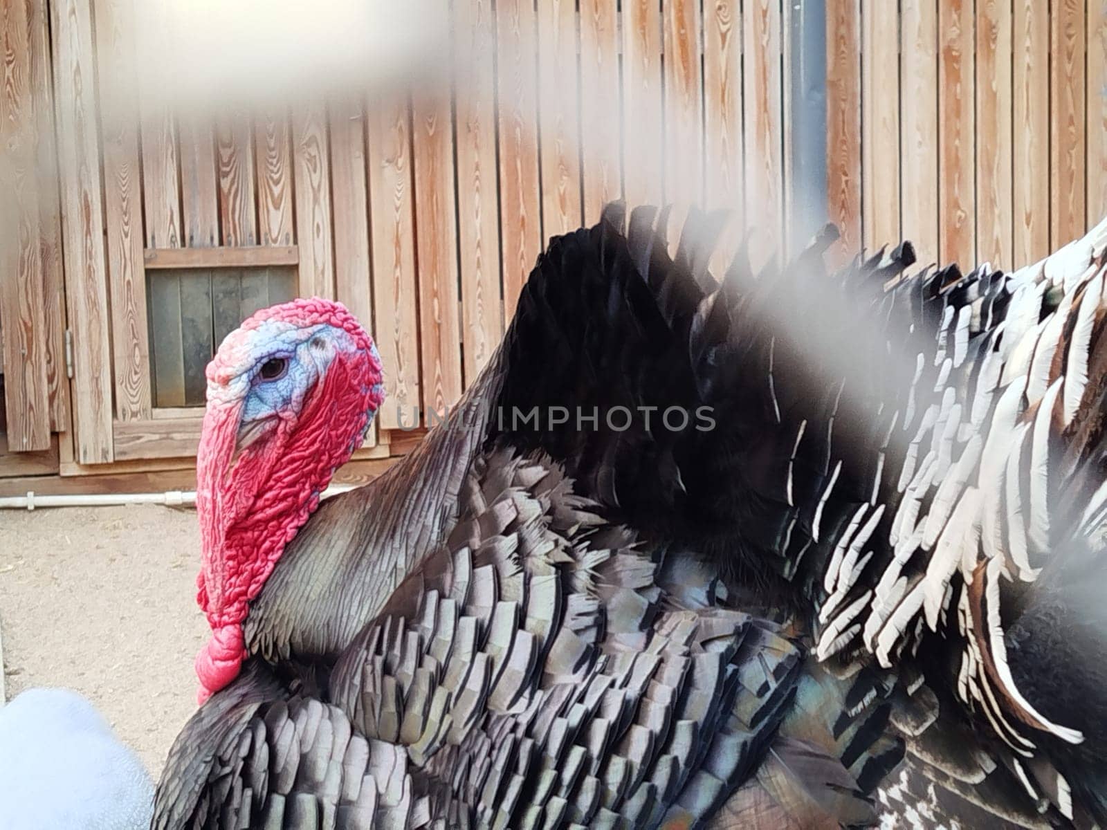 A turkey stands near a wooden building outdoors. The turkey has colorful feathers and a red wattle. It is a sunny day at the farm.