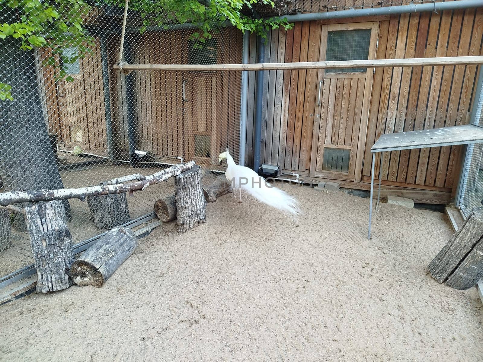 A white peacock walks in a sandy enclosure with wooden structures. A chain-link fence and wooden buildings surround the peacock at the zoological park.