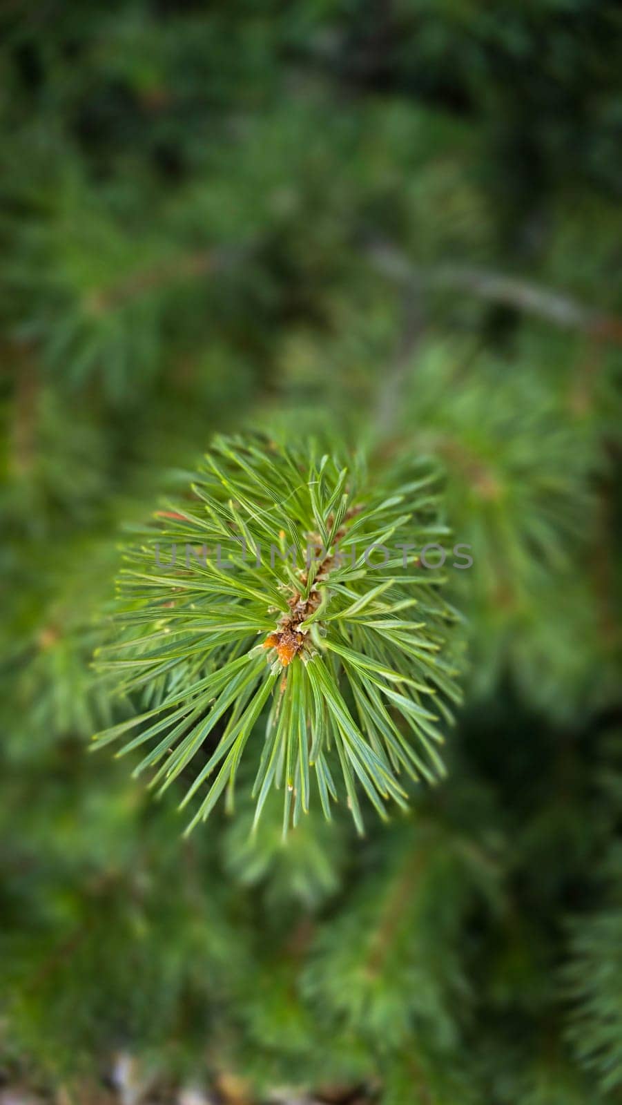 Vibrant Green Pine Branches in Natural Lighting good for multimedia background, Vivid close up of fresh green pine branches, showcasing their detailed needles in a softly lit natural atmosphere, perfect for representing nature's beauty, greenery, or environmental concepts.