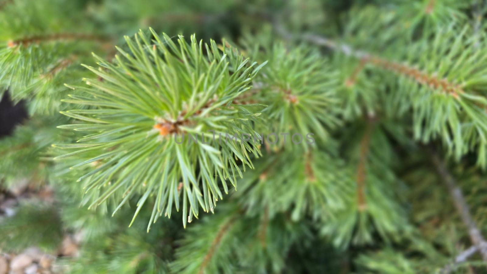 Vibrant Green Pine Branches in Natural Lighting good for multimedia background, Vivid close up of fresh green pine branches, showcasing their detailed needles in a softly lit natural atmosphere, perfect for representing nature's beauty, greenery, or environmental concepts.