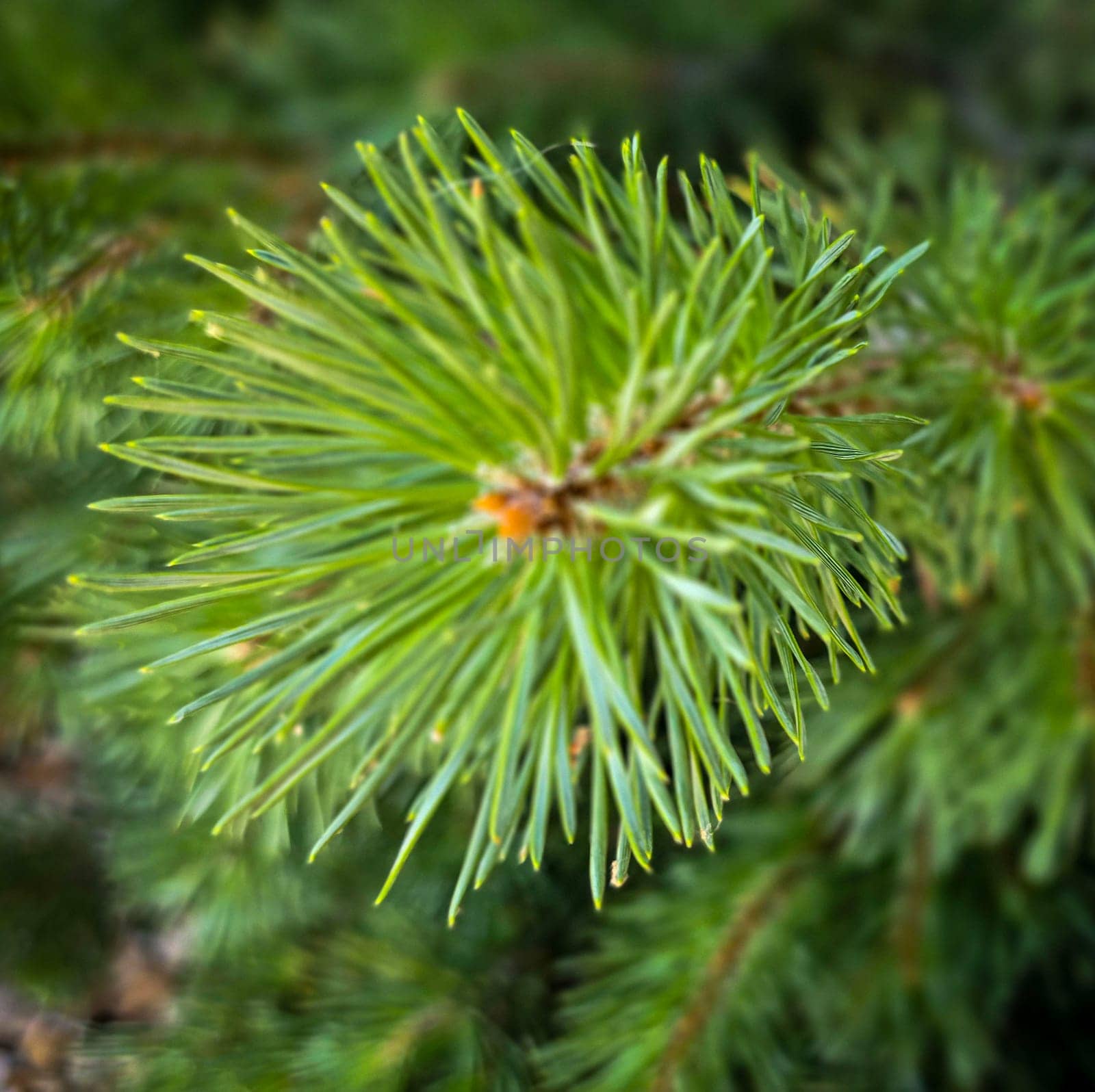 Vibrant Green Pine Branches in Natural Lighting good for multimedia background, Vivid close up of fresh green pine branches, showcasing their detailed needles in a softly lit natural atmosphere, perfect for representing nature's beauty, greenery, or environmental concepts.