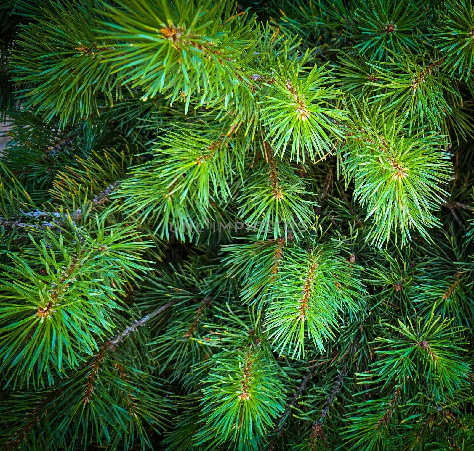 Vibrant Green Pine Branches in Natural Lighting good for multimedia background, Vivid close up of fresh green pine branches, showcasing their detailed needles in a softly lit natural atmosphere, perfect for representing nature's beauty, greenery, or environmental concepts.