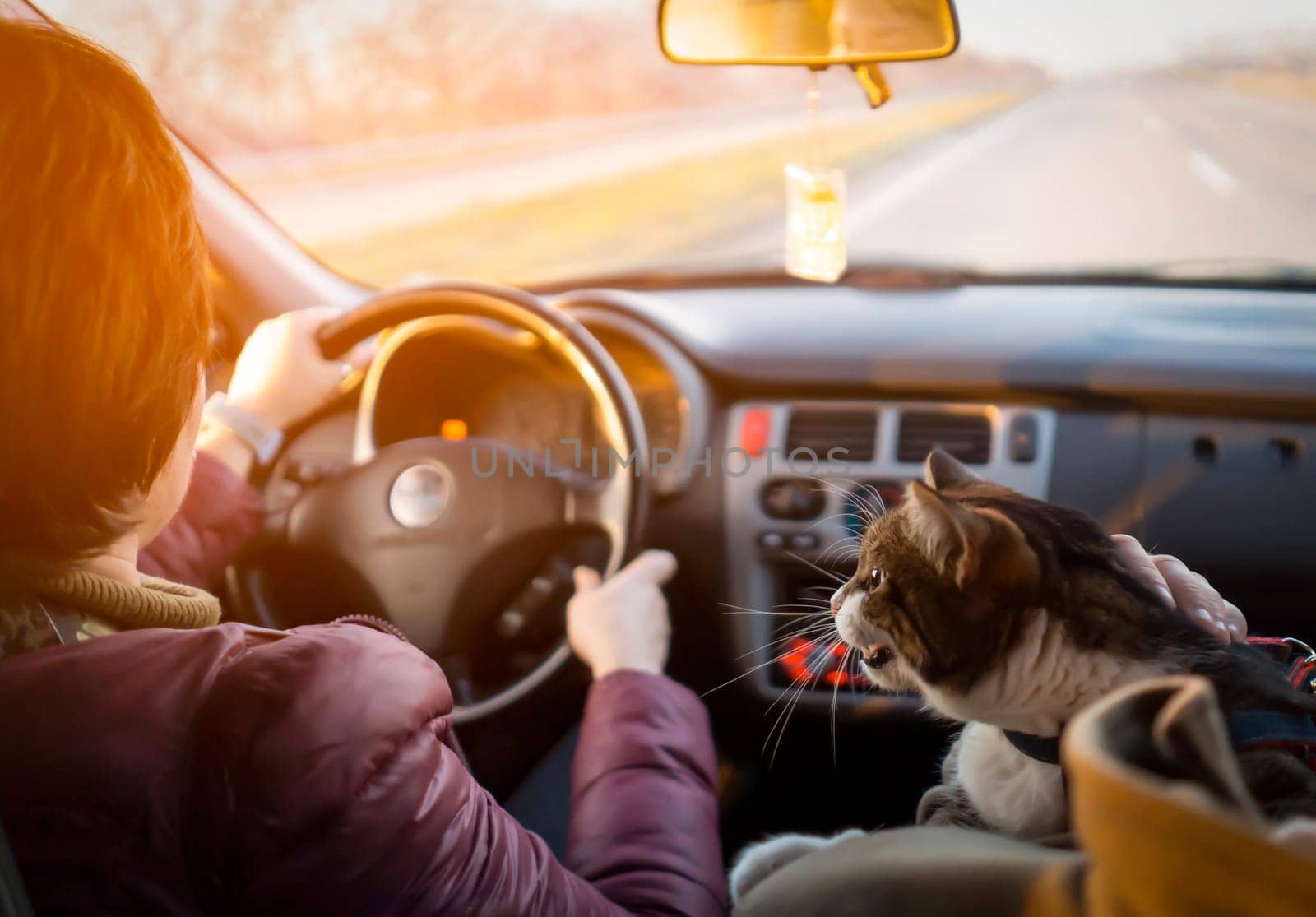 A married couple is traveling with their beloved pet on a car trip, a journey in the sunny day. A young man and a woman take care of the health of their cat and take him to the veterinarian.