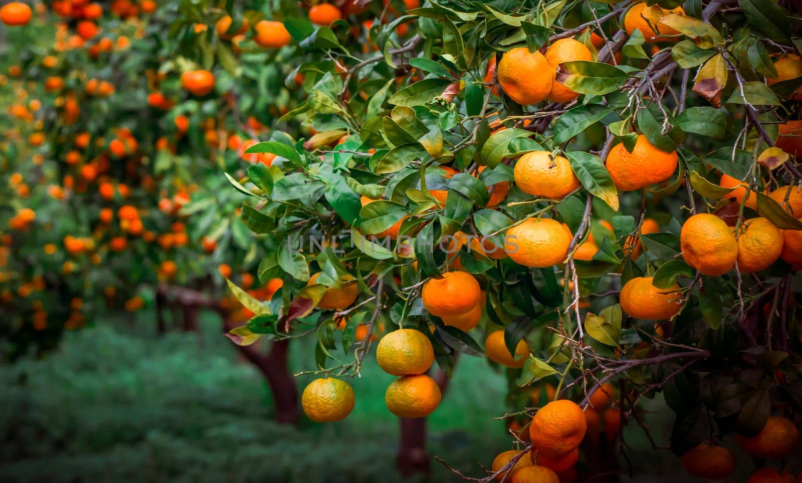 Trees with fresh juicy ripe madarines, oranges among green leaves, in the harvest season, Mediterranean orchard