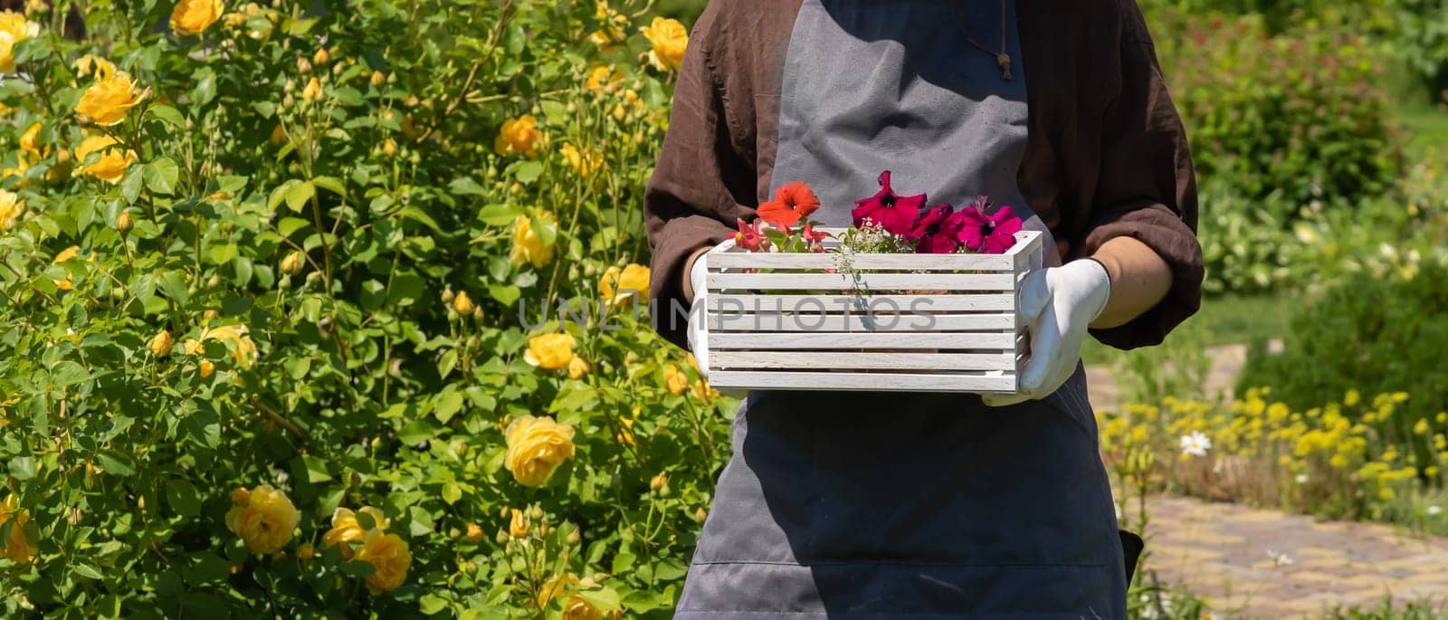 A closeup of hands in work gloves holding a flower seedlings in a pot in a white wooden box. A professional gardener is going to plant petunia hybrida seedlings.