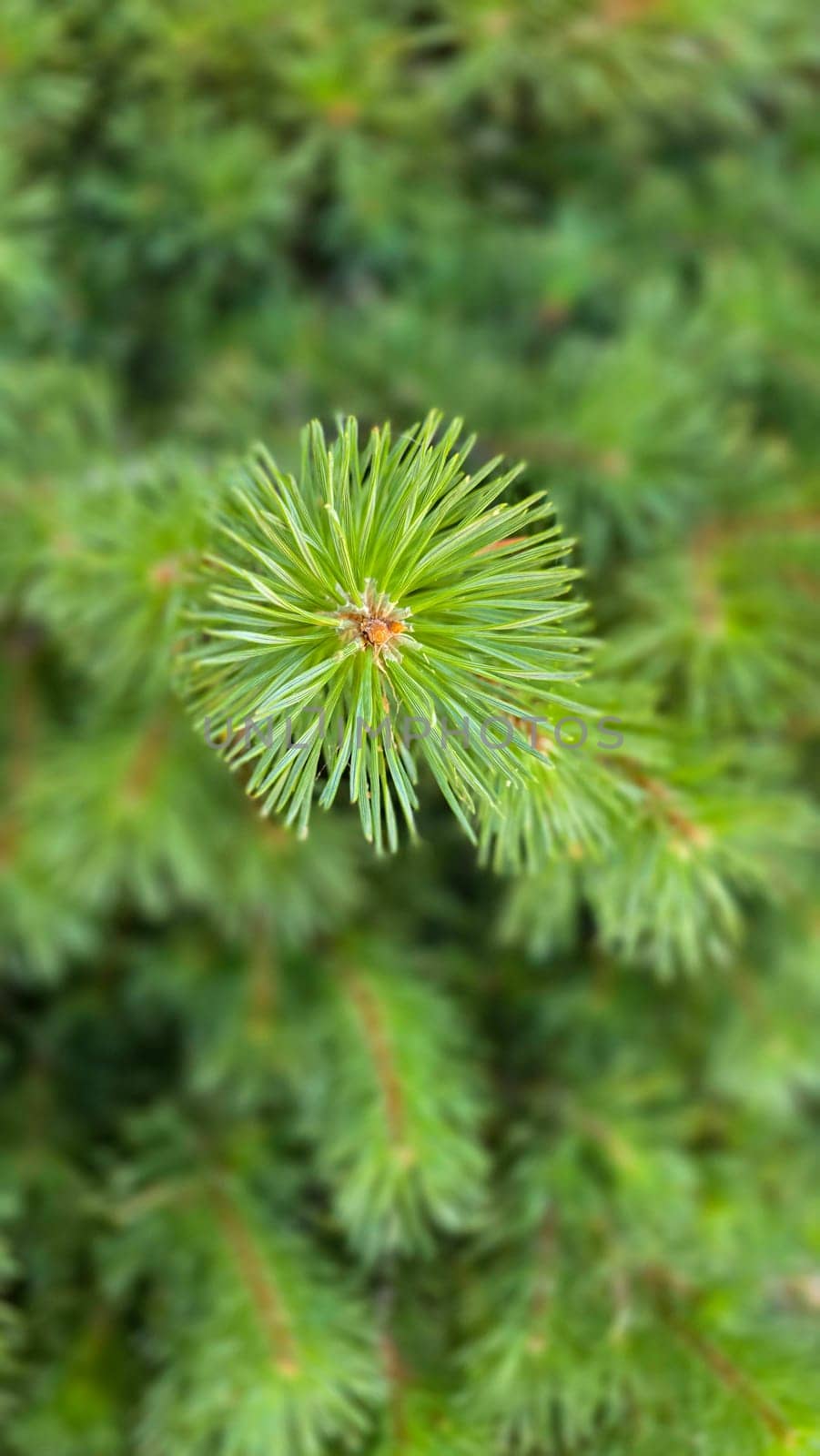 Vibrant Green Pine Branches in Natural Lighting good for multimedia background, Vivid close up of fresh green pine branches, showcasing their detailed needles in a softly lit natural atmosphere, perfect for representing nature's beauty, greenery, or environmental concepts.