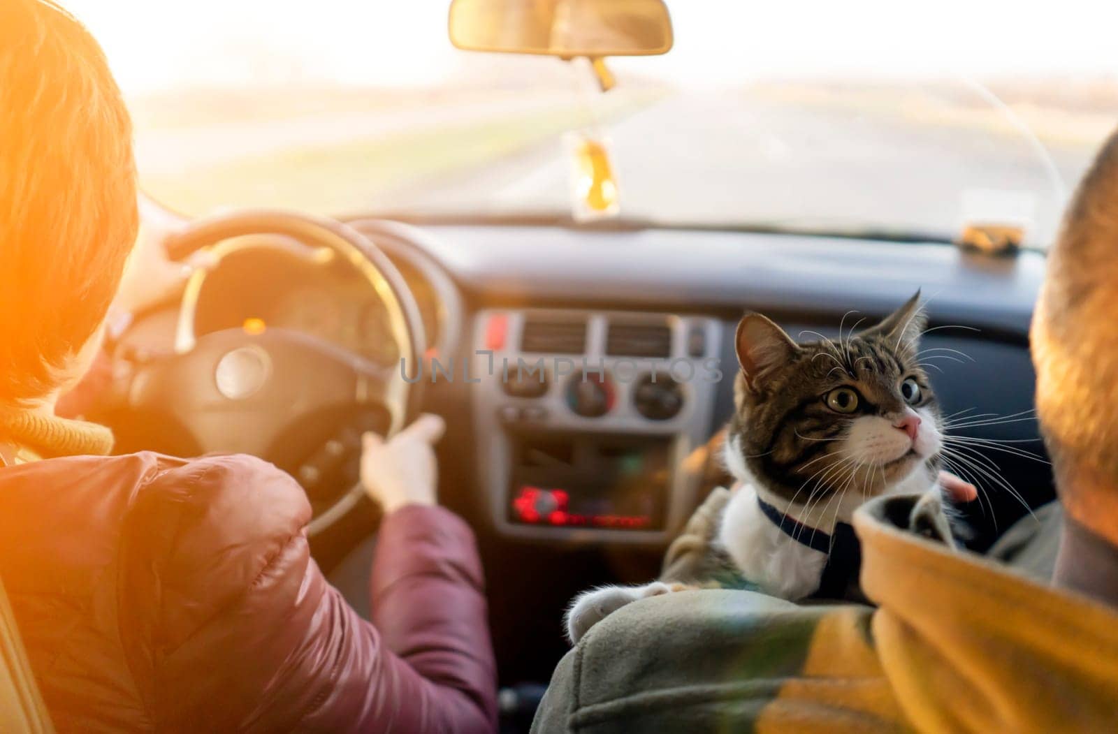 A married couple is traveling with their beloved pet on a car trip, a journey in the sunny day. A young man and a woman take care of the health of their cat and take him to the veterinarian.