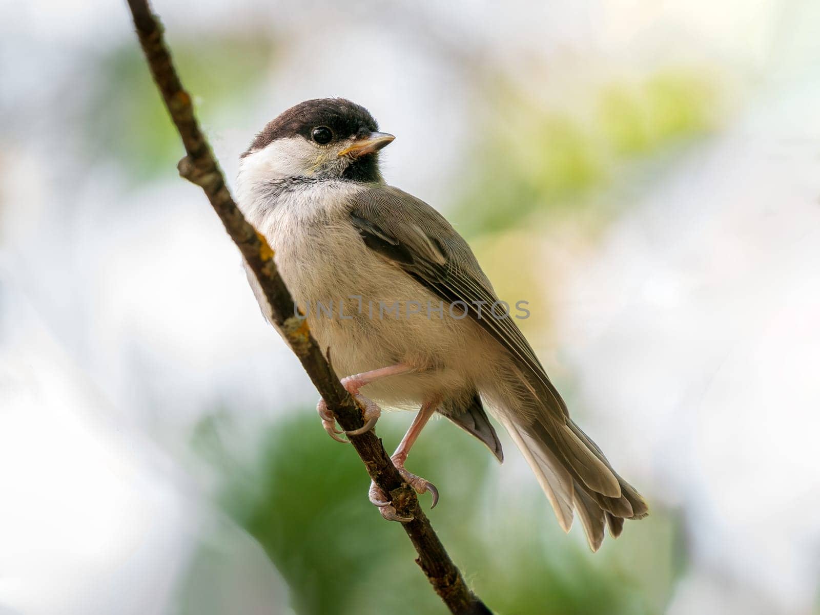 Willow tit or Poecile montanus bird perched on tree branch. Extreme close up portrait of willow tit bird. Small cute Willow tit is passerine bird in the tit family, Paridae. Hires detailed photo