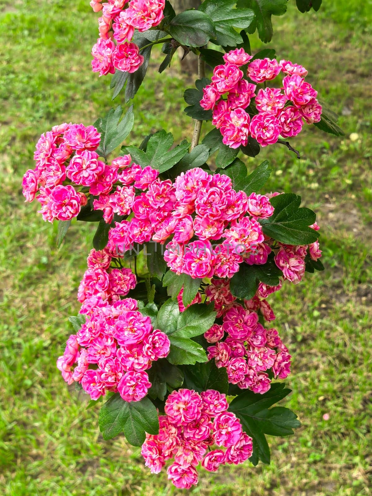 Vibrant pink hawthorn flowers in full bloom add a splash of color against green leaves in a spring garden. The detailed textures create a stunning natural display of beauty.