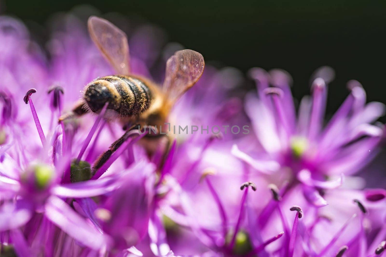 A detailed close up photograph capturing a bee delicately resting on a vibrant purple flower, showcasing its intricate features and colors
