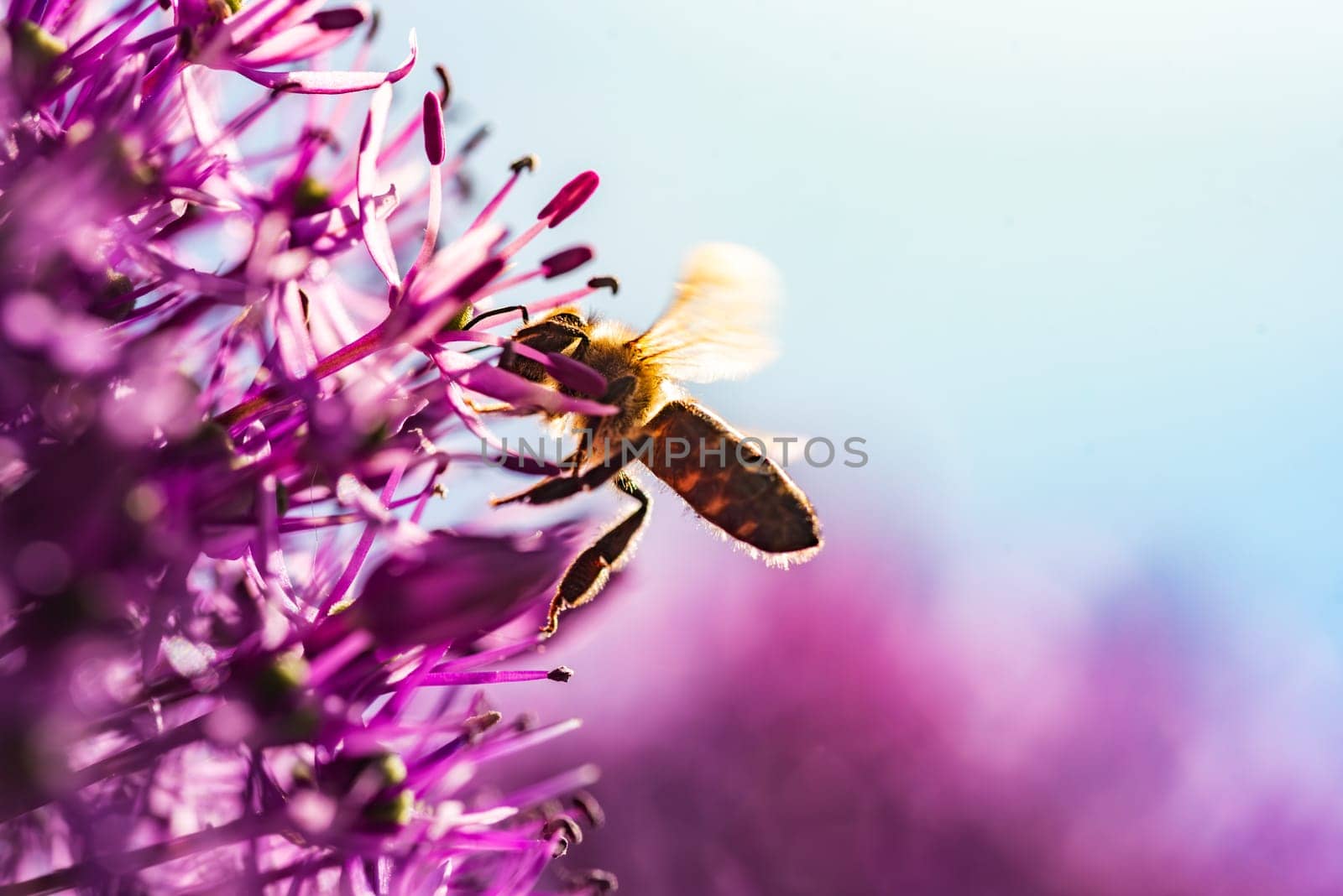 This is a closeup image capturing a bee resting delicately on a vibrant purple flower, showcasing natures intricate beauty and harmony