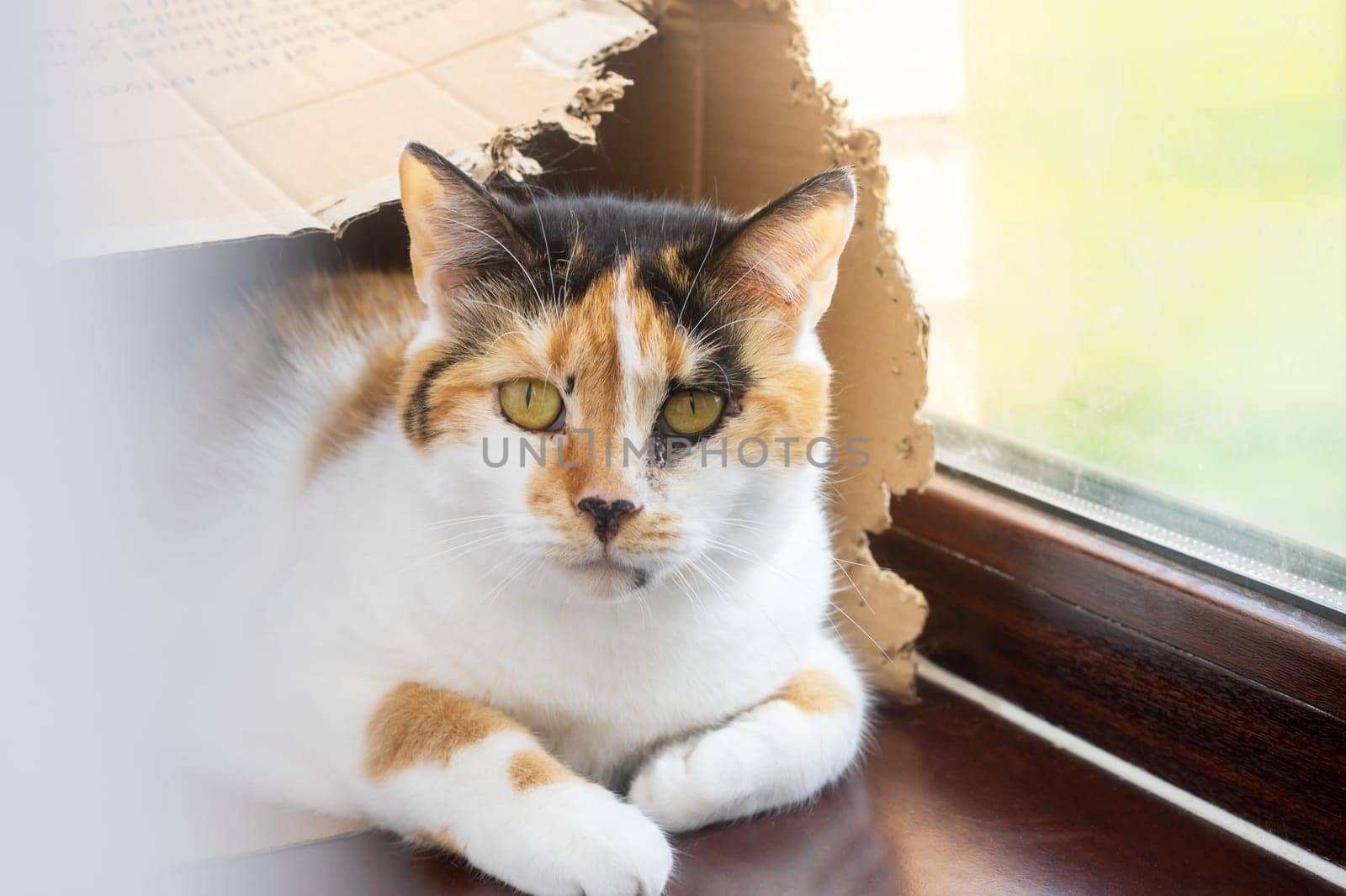 A beautiful calico cat is comfortably laying on the window sill, enjoying the warm sunlight streaming through the glass