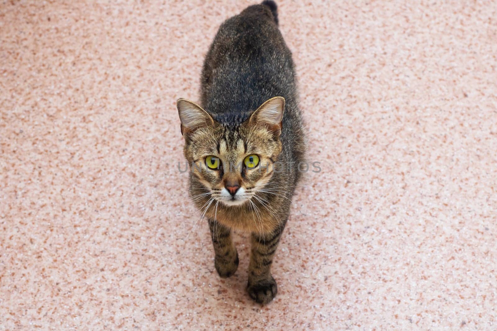 A beautiful cat with striking green eyes is gracefully walking across a soft pink carpet, enjoying its surroundings and exploring