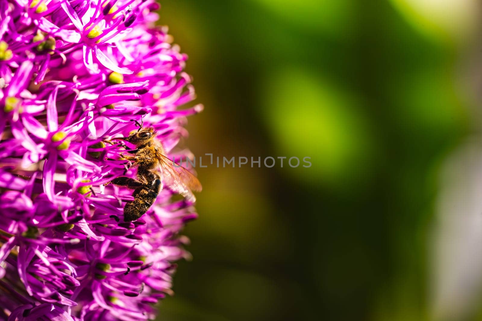 A small, busy bee is calmly perched on the vibrant purple flower, enjoying the nectar it provides. This insect is vital for pollination