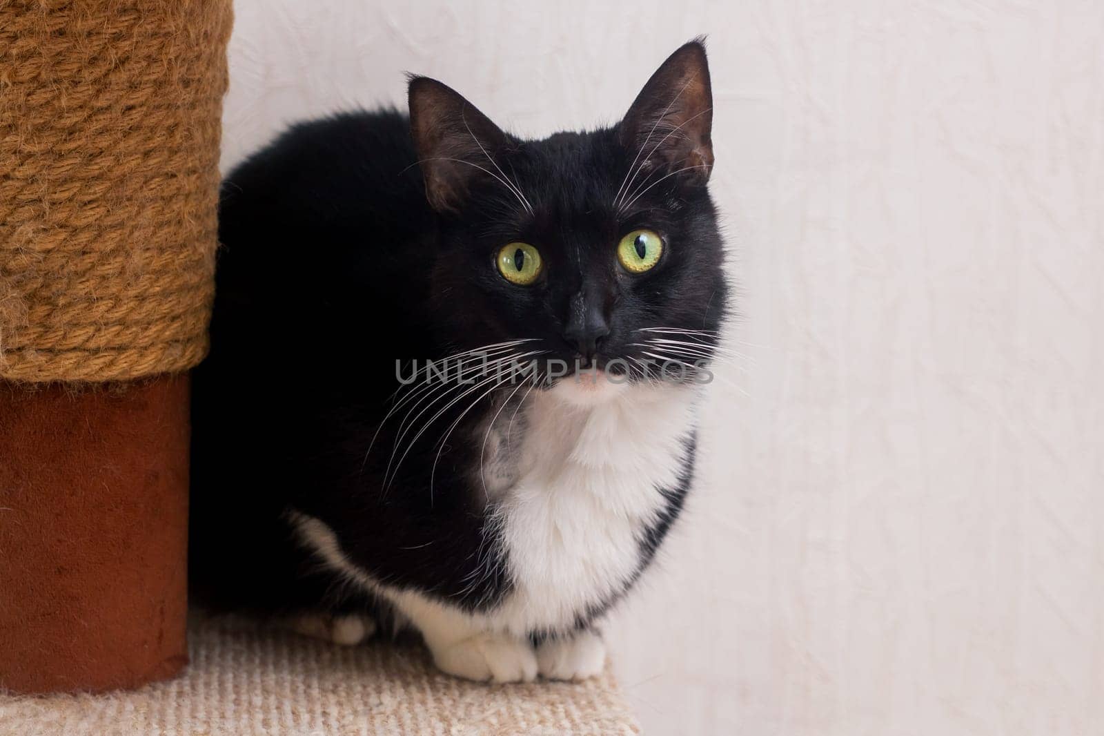 A striking black and white cat with captivating green eyes gazes directly at the camera, capturing attention and admiration effortlessly