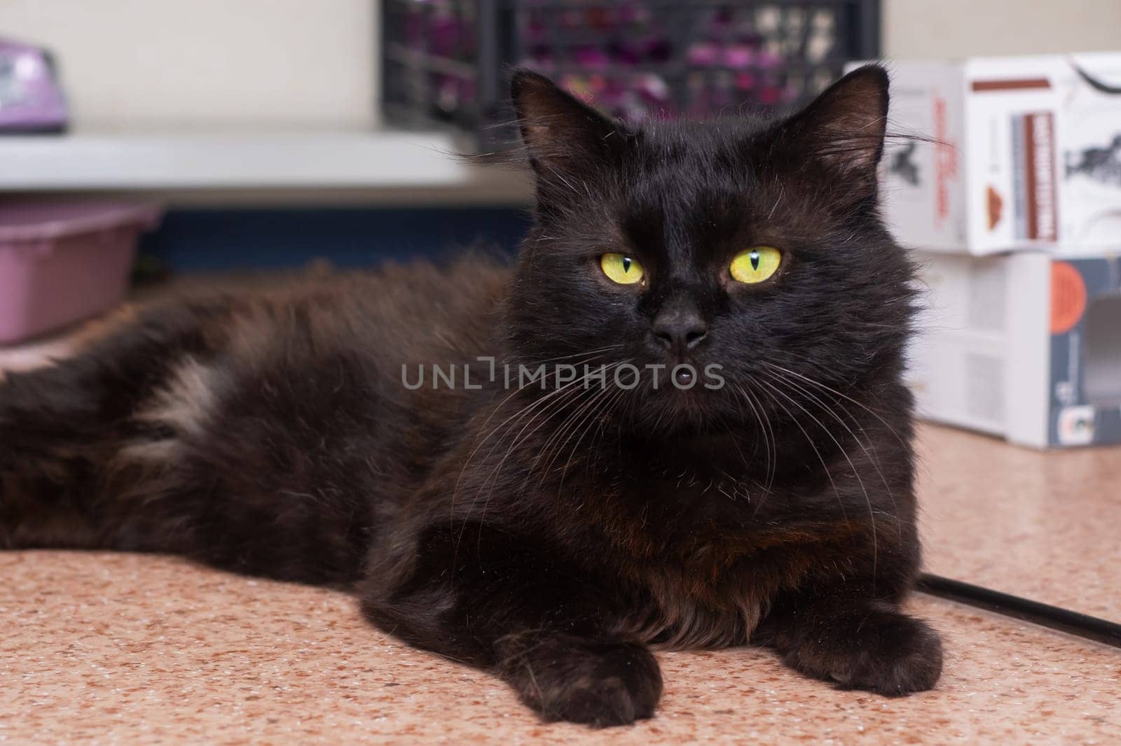 A sleek black cat with striking yellow eyes is comfortably laying on the soft floor, enjoying its time in a relaxed position