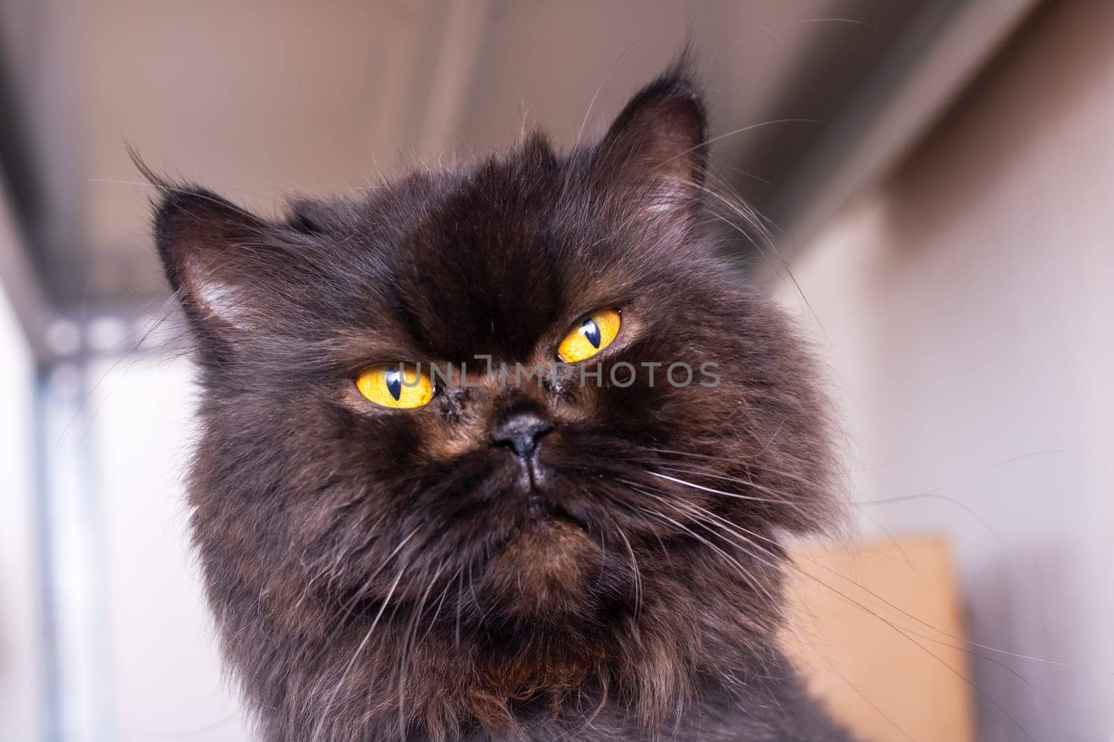 This is a closeup image of a striking black cat that possesses bright yellow eyes that catch the light perfectly