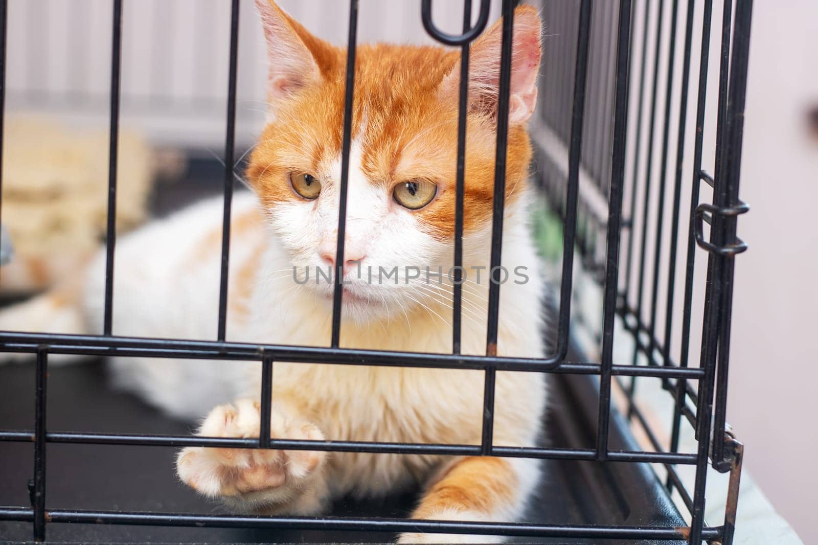 An orange and white cat is currently laying comfortably in a cage, perhaps taking a nap in a cozy corner or getting some rest