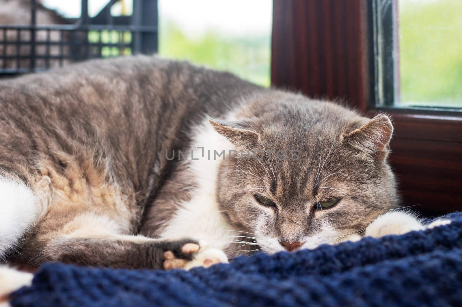 A fluffy cat is comfortably laying on a cozy blue blanket that is spread out in front of a large window