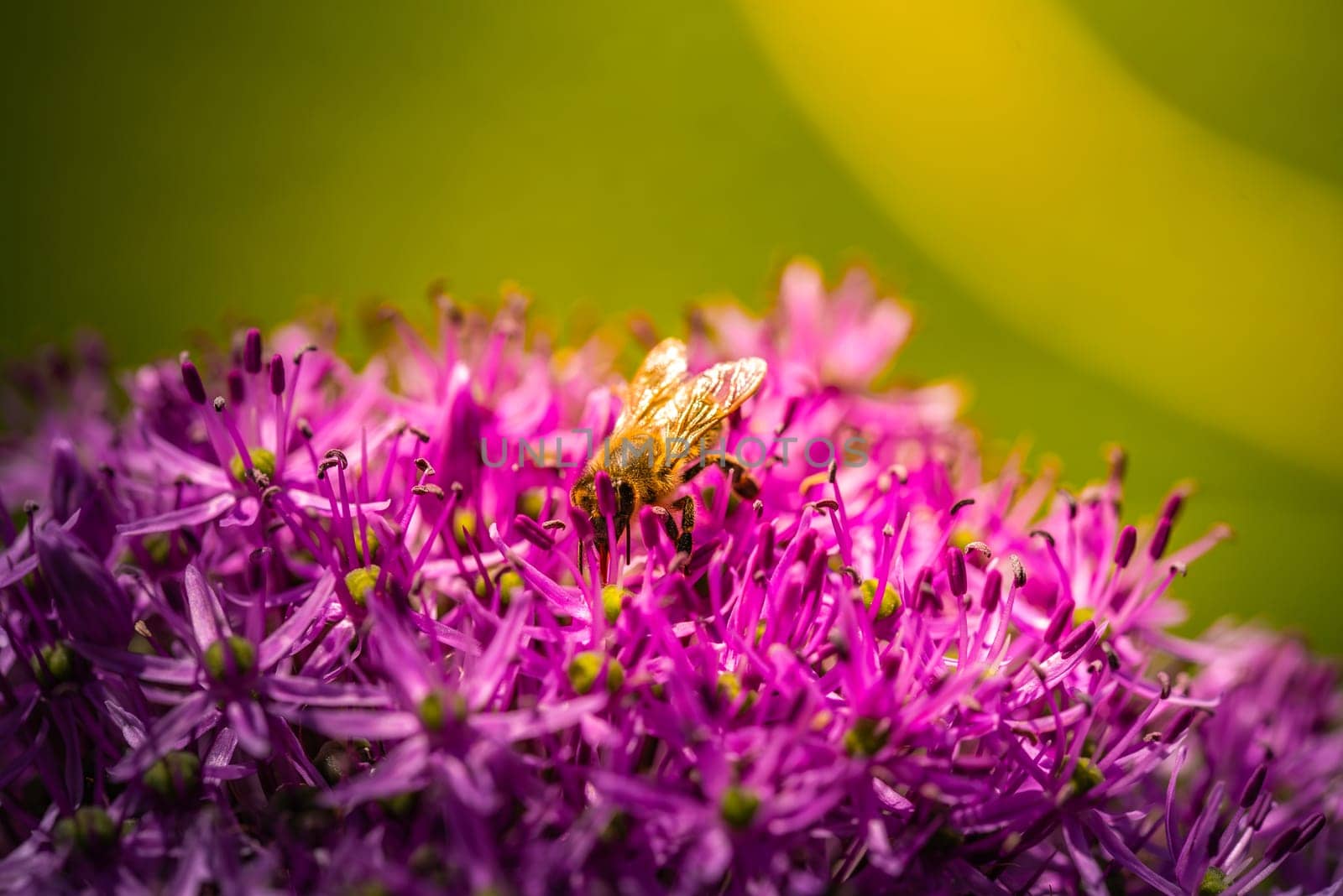 A busy bee is sitting comfortably on top of a beautifully blooming purple flower, enjoying the nectar it provides