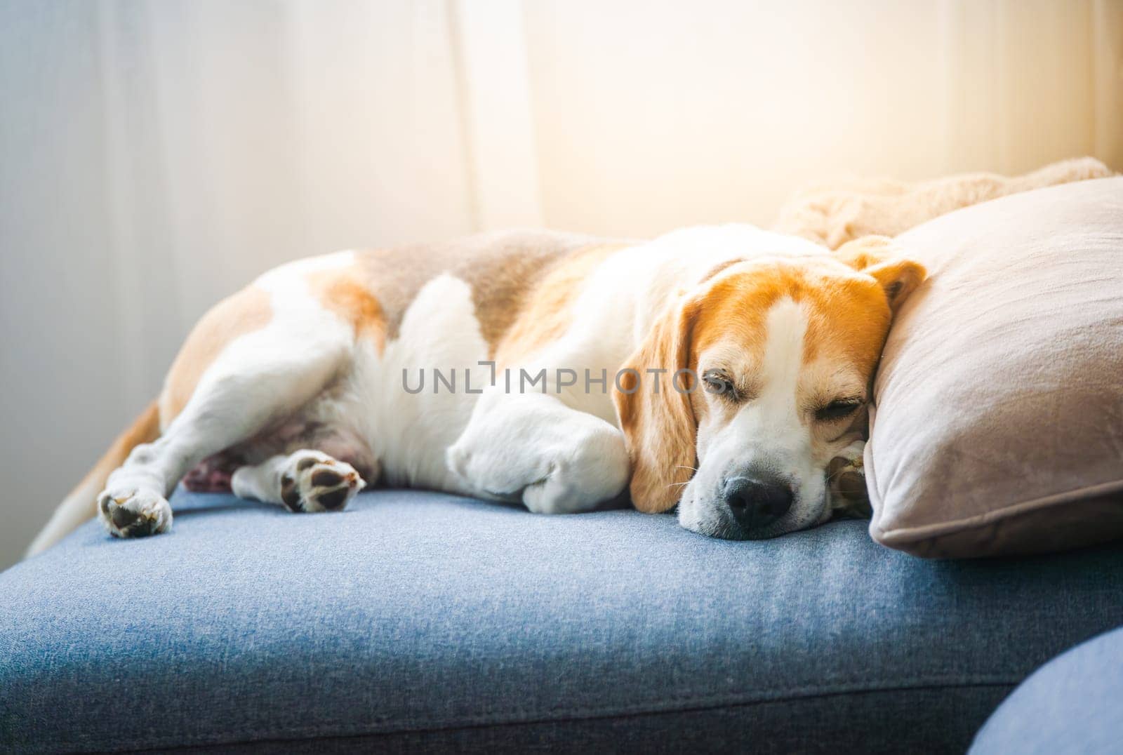 A Beagle dog peacefully sleeping on a comfortable couch, is enjoying its well deserved rest