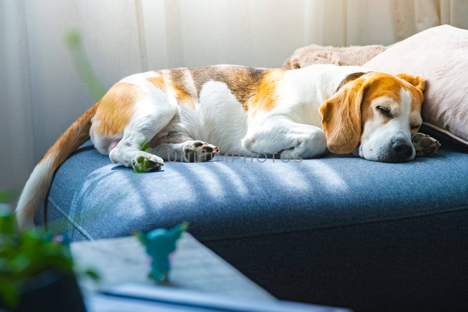 A sleepy Beagle dog is comfortably napping on a cozy blue couch, enjoying its rest in a lovely home environment