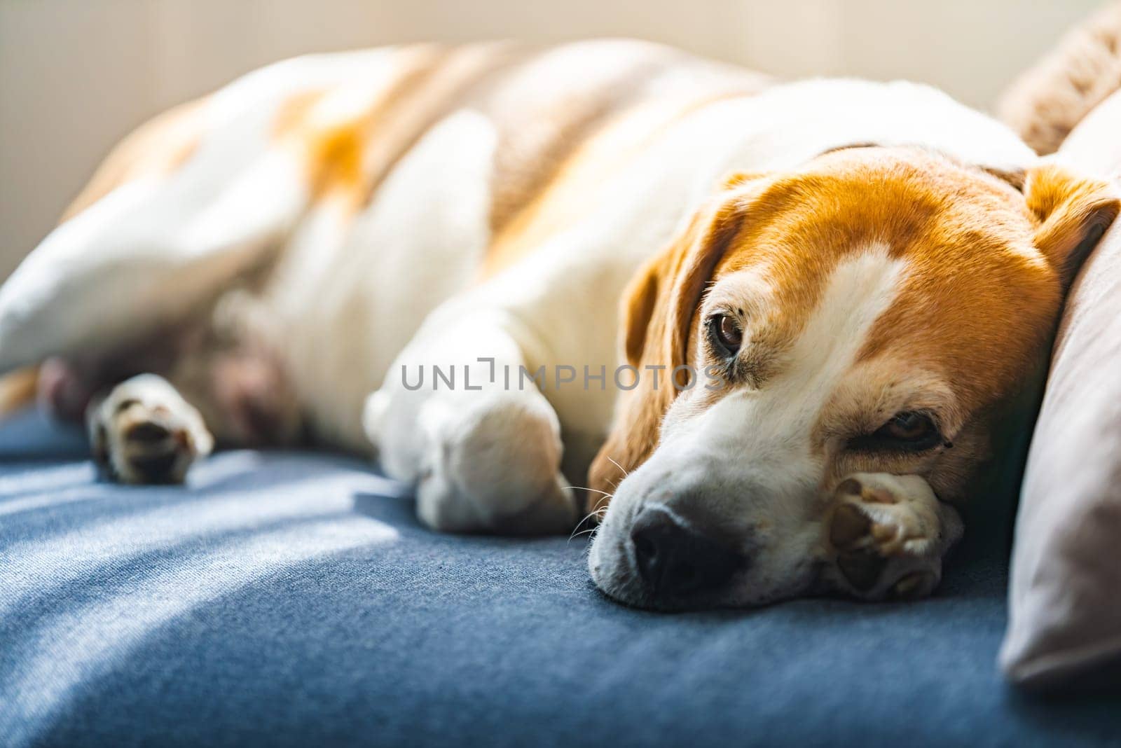 A Beagle dog is comfortably laying down on a soft bed, enjoying a peaceful moment of rest and relaxation