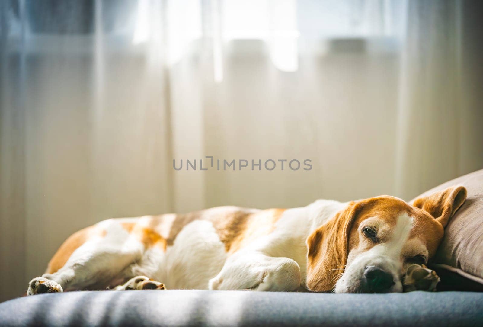 A Beagle dog is comfortably sleeping on a couch that is positioned in front of a bright window, enjoying a peaceful moment