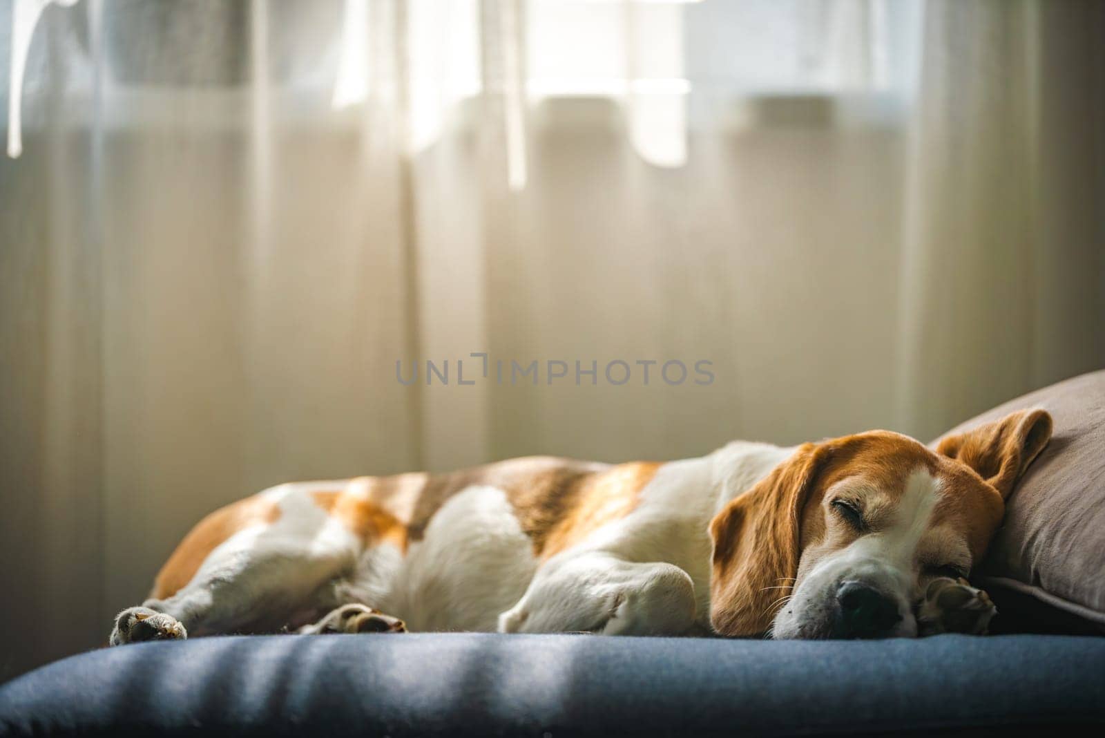 A Beagle dog is comfortably sleeping on a soft couch positioned in front of a window, basking in the warm sunlight