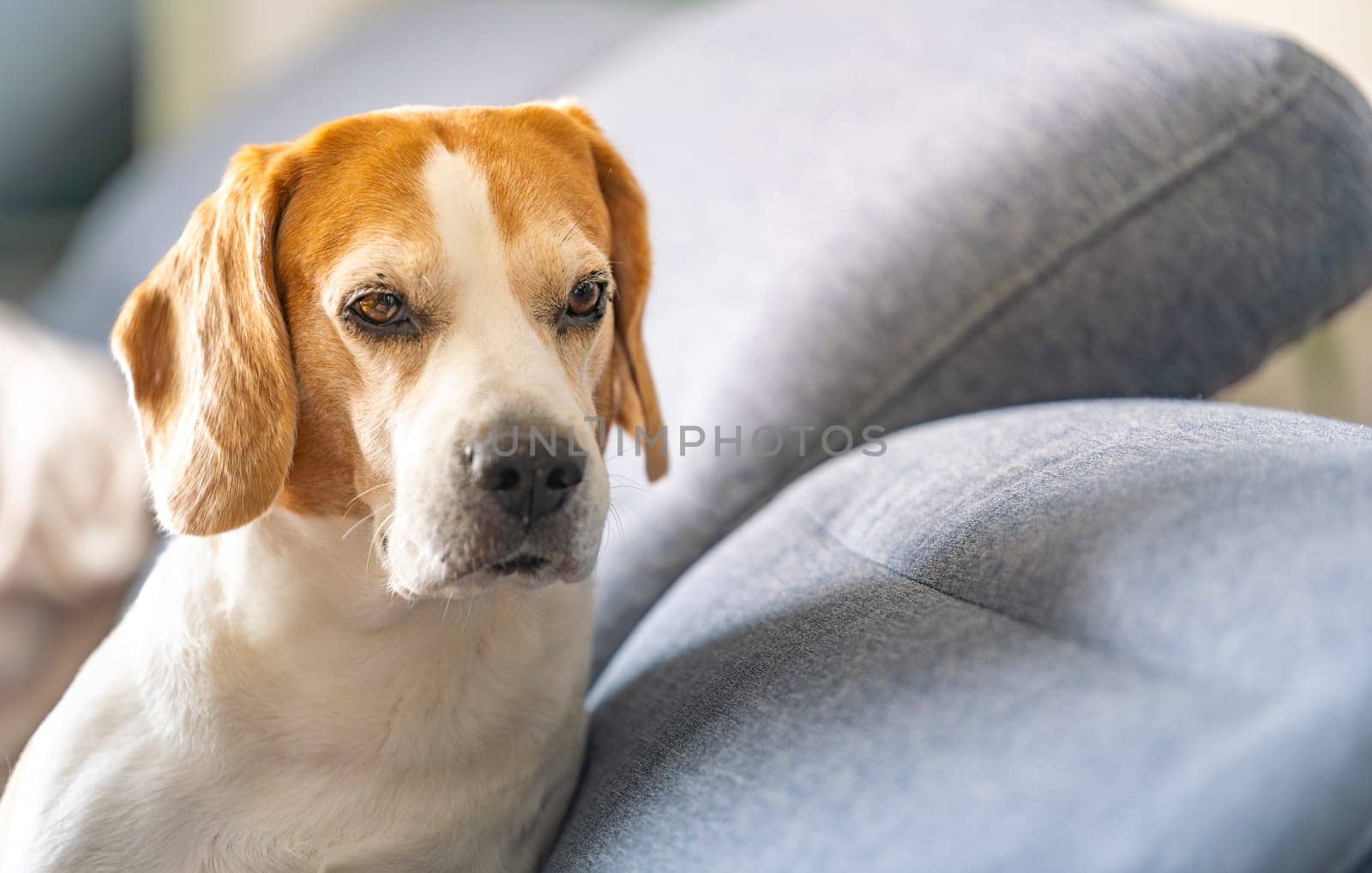 A Beagle dog is comfortably laying on a cozy blue couch in the living room, enjoying a peaceful moment of relaxation