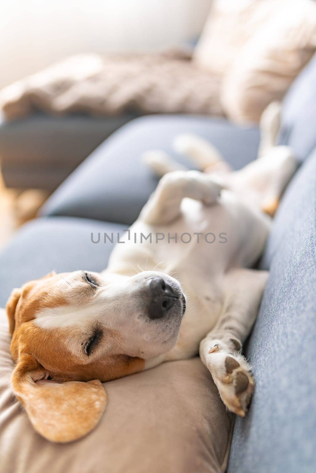 A Beagle dog is peacefully sleeping on a cozy couch, enjoying its slumber in the comfort of the living room atmosphere