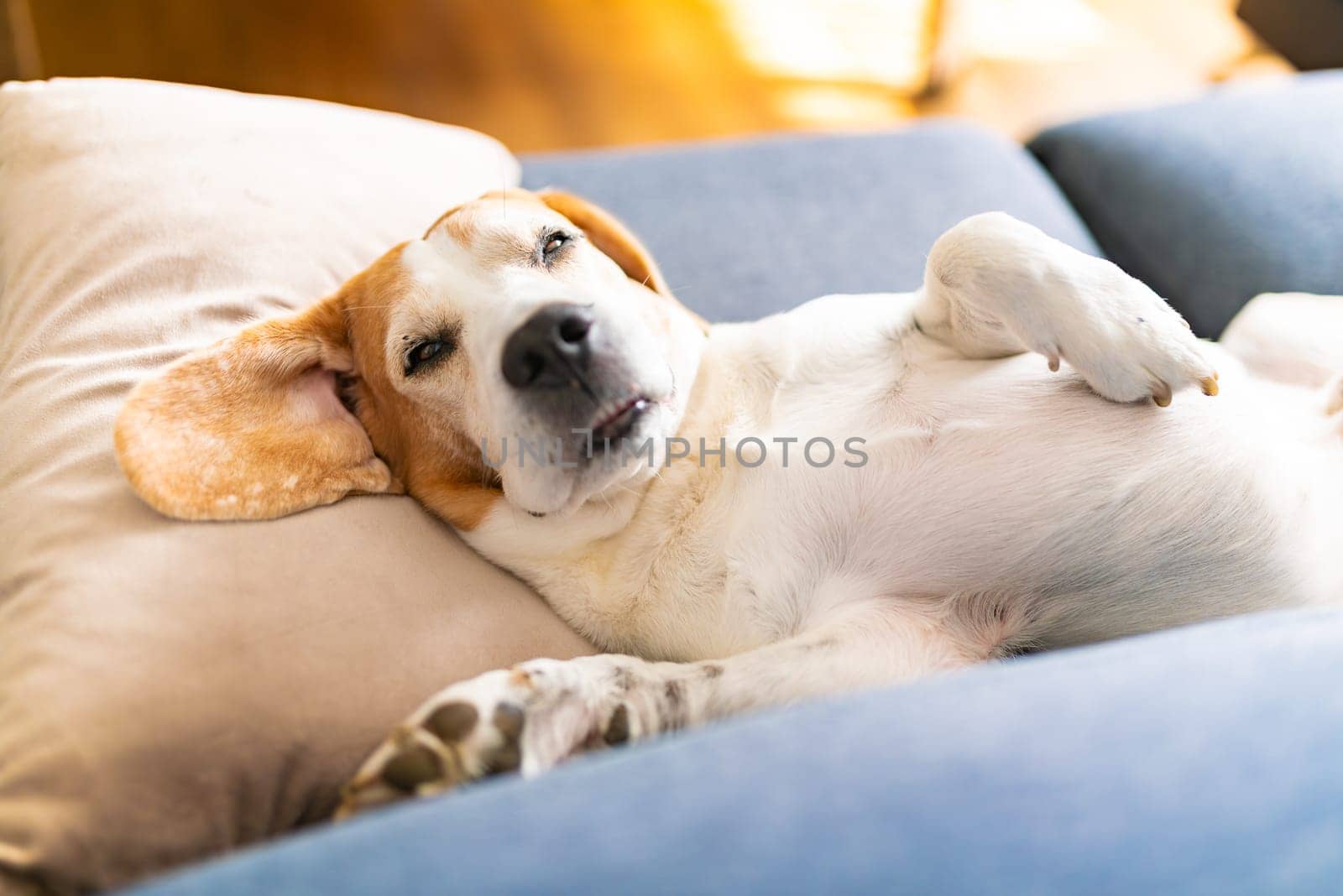 A Beagle dog is happily laying on its back on a cozy blue couch, enjoying a peaceful nap in a very comfortable position
