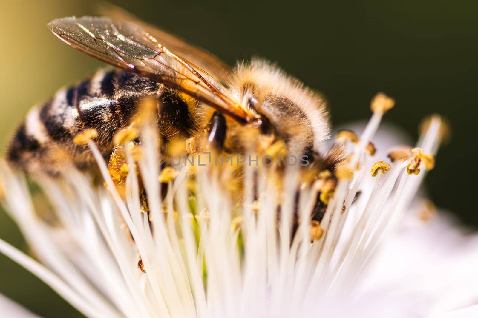 A detailed close up view of a vibrant bee resting gently on a beautiful white flower, showcasing the intricate features of natures pollinator
