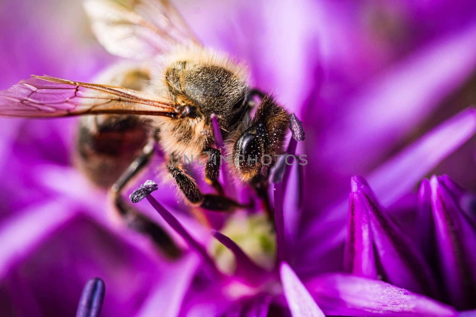 A detailed closeup shot of a bee diligently perched on a vibrant purple flower, showcasing the intricate beauty of natures pollinators