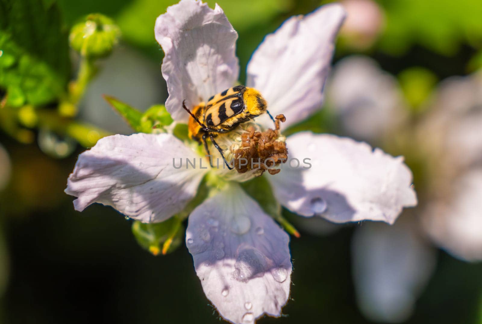 This image showcases a closeup view of a small bug resting delicately on a vibrant flower, highlighting its intricate details vividly