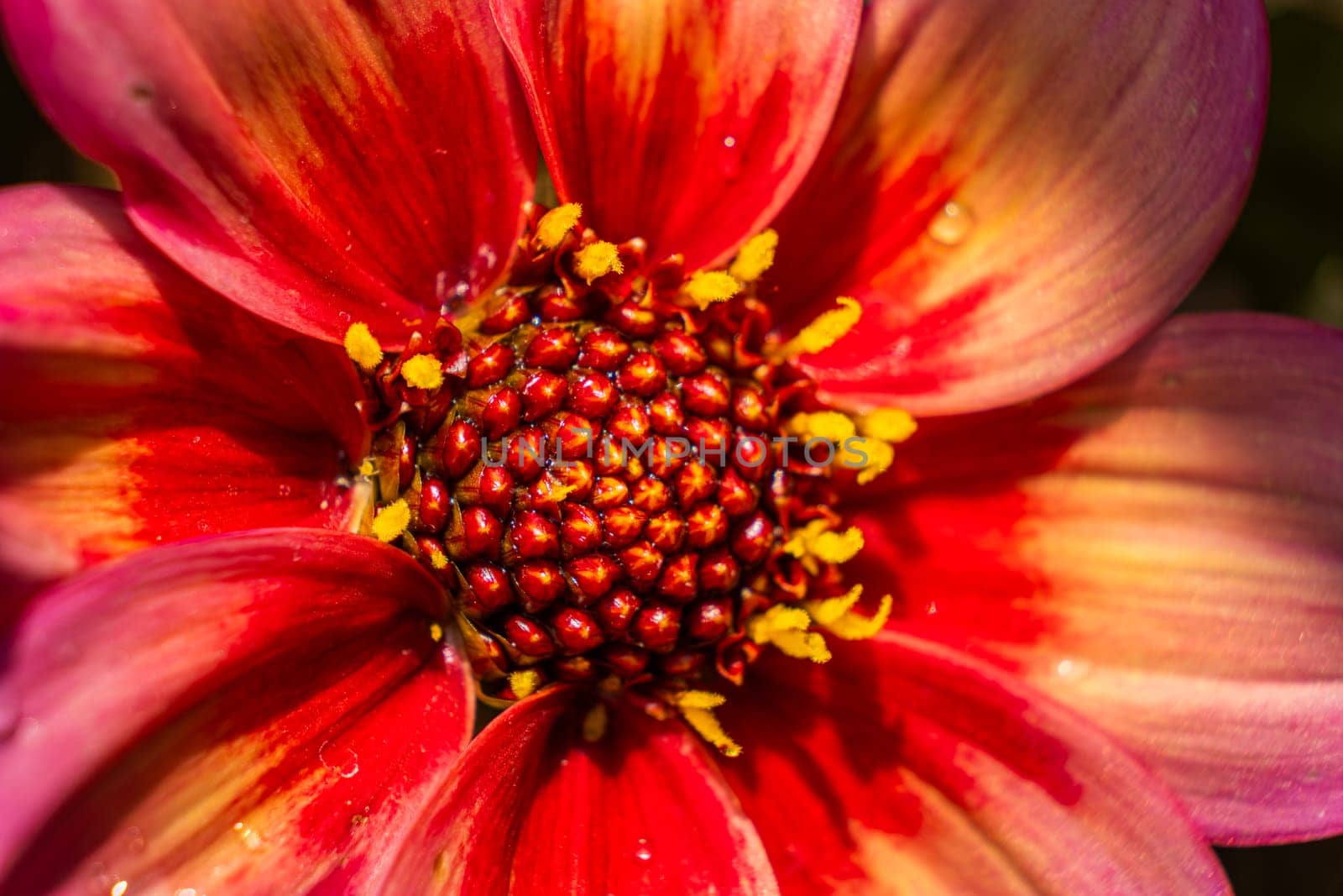 This is a detailed closeup view of a vibrant red and yellow flower showcasing its striking colors and a prominent yellow center as well