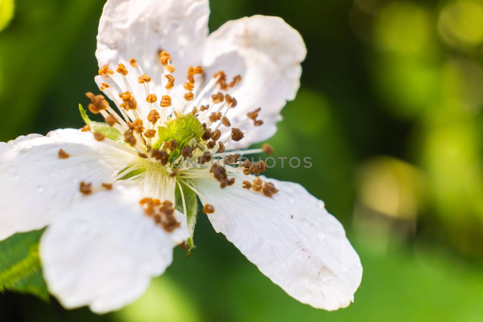 This image features a detailed closeup of a beautiful blackberry flower that showcases its striking green center in vivid clarity