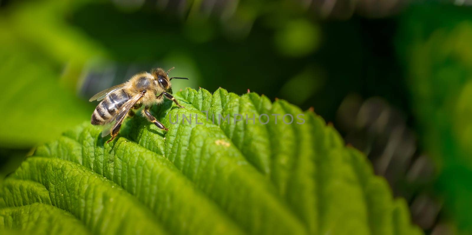 A single bee is sitting quietly on a vibrant green leaf, taking a moment to rest amidst the beauty of nature surrounding it