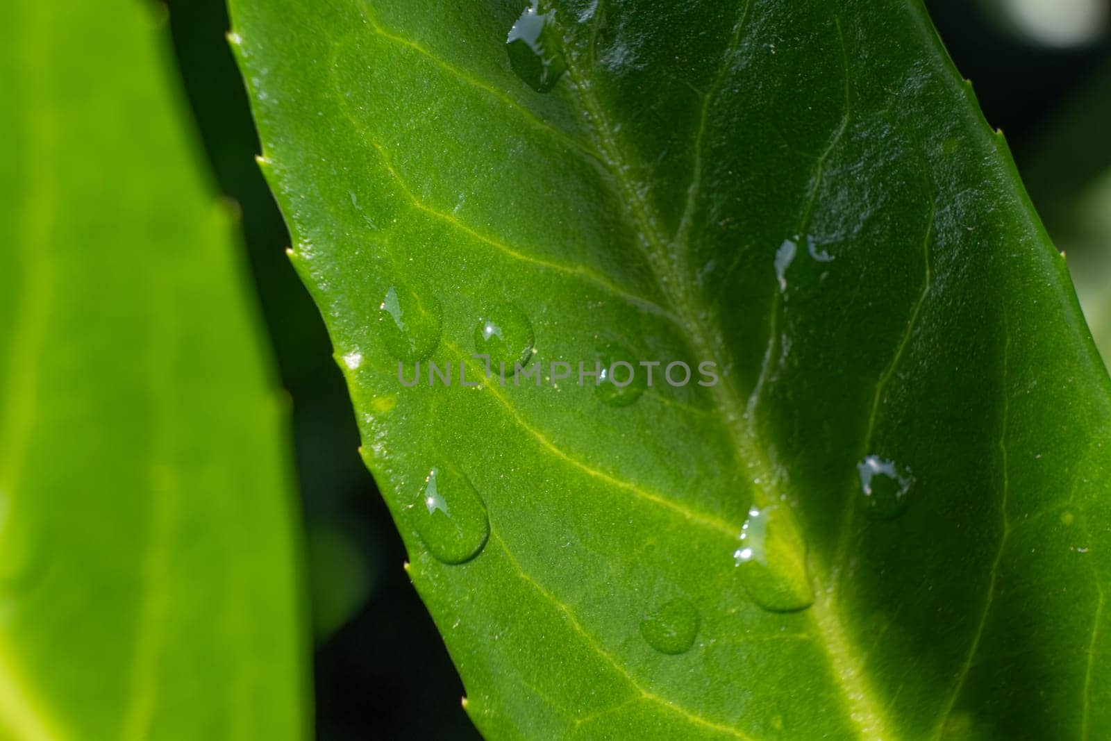 This is a detailed closeup image of a vibrant green leaf that has shimmering water drops resting gently on its surface, showcasing natures beauty