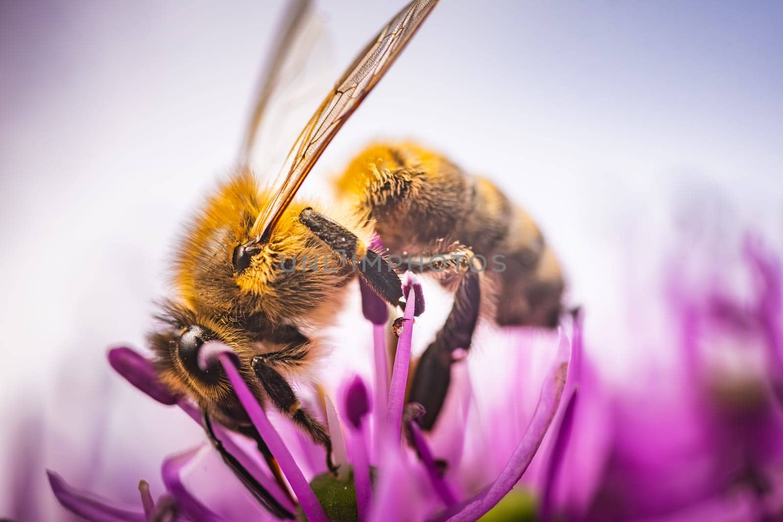 This is a detailed closeup image of a bee sitting on a vibrant purple flower, capturing the beauty of natures pollinators at work