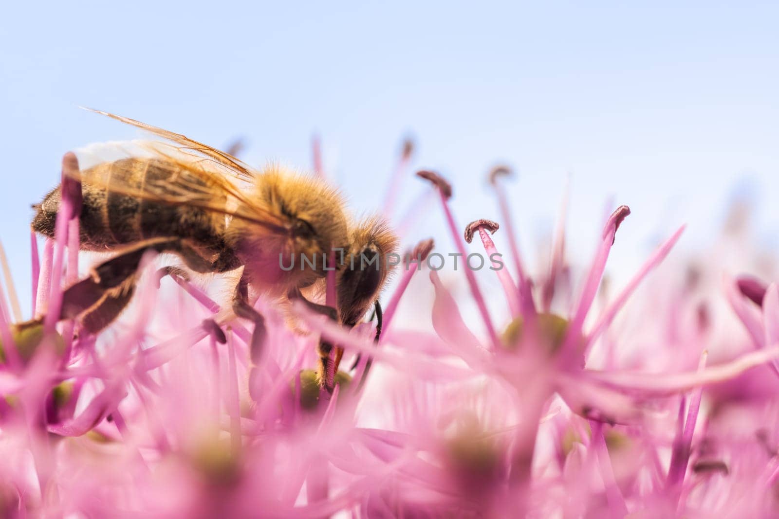 A detailed closeup shot of a beautiful bee resting on a vibrant pink flower. This moment captures the intricate relationship between flowers and their pollinators