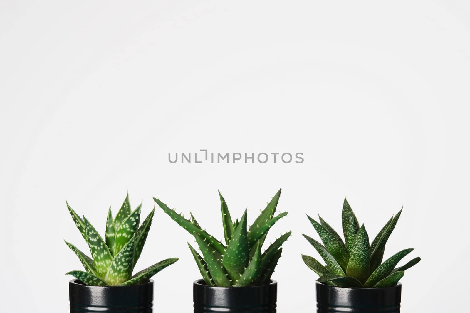 Three potted succulent plants in black pots on a white background. Space for your text.