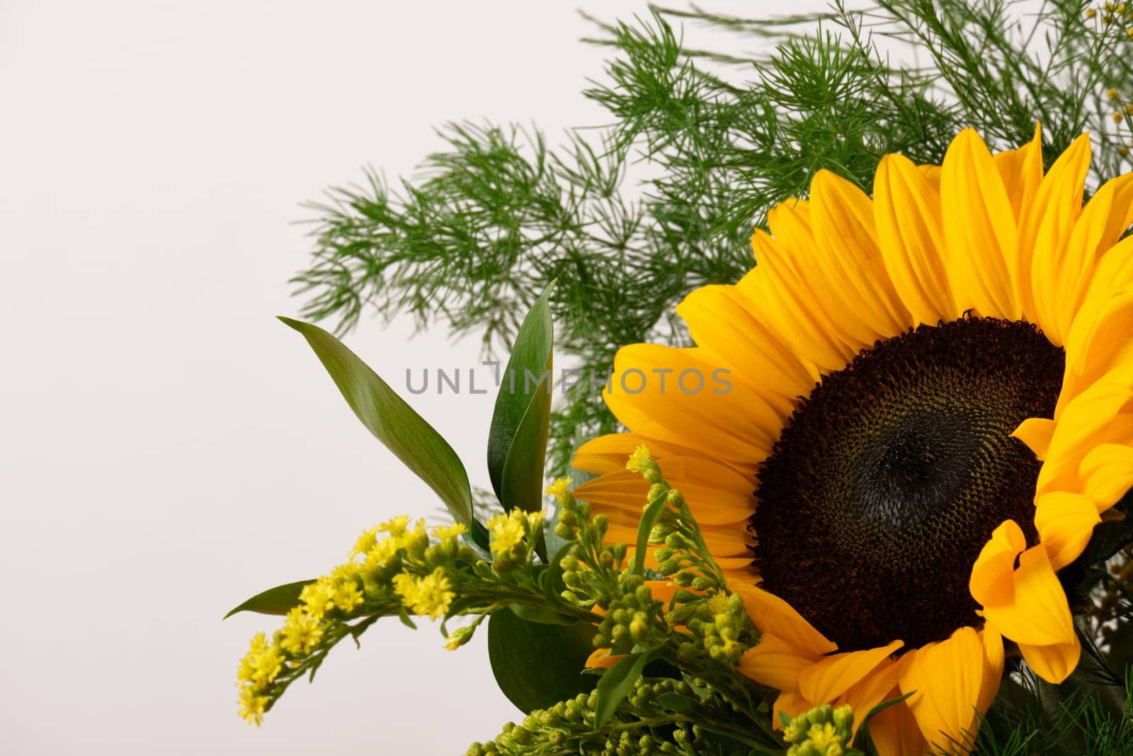 Close-up of a sunflower with lush green foliage on a light-colored background. Place for text.