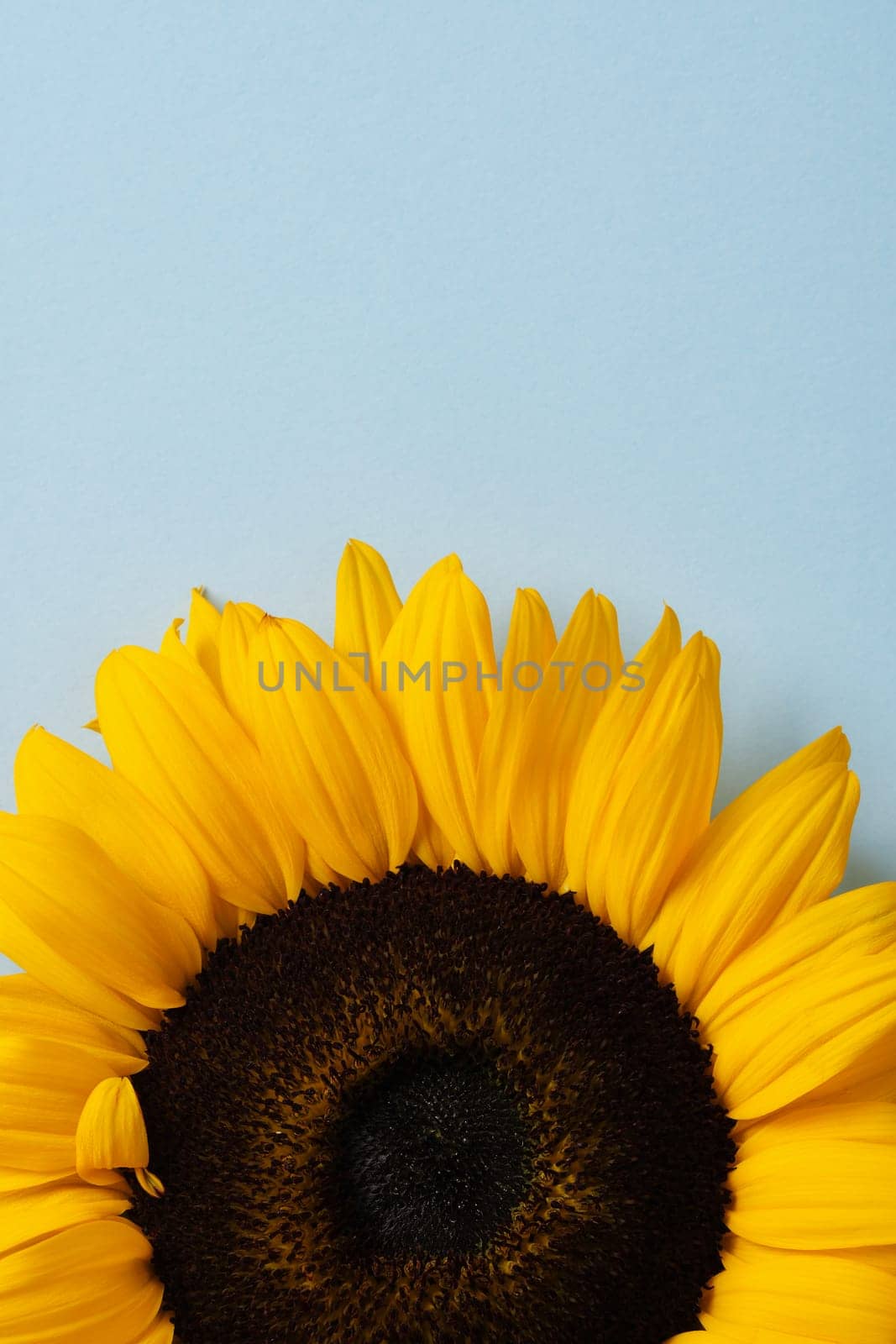 Floral background with fragment of bright yellow sunflower on blue backdrop. A place for your text.
