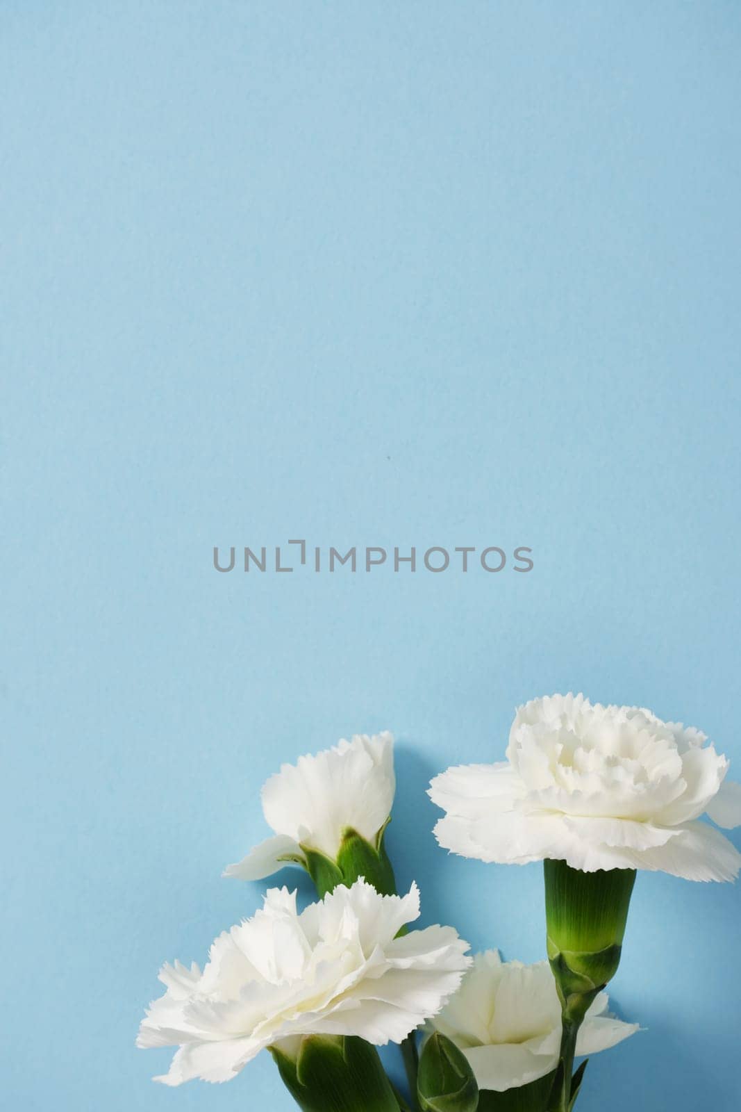 Close-up of white carnation buds on a blue background. Selective focus. Place for your text.