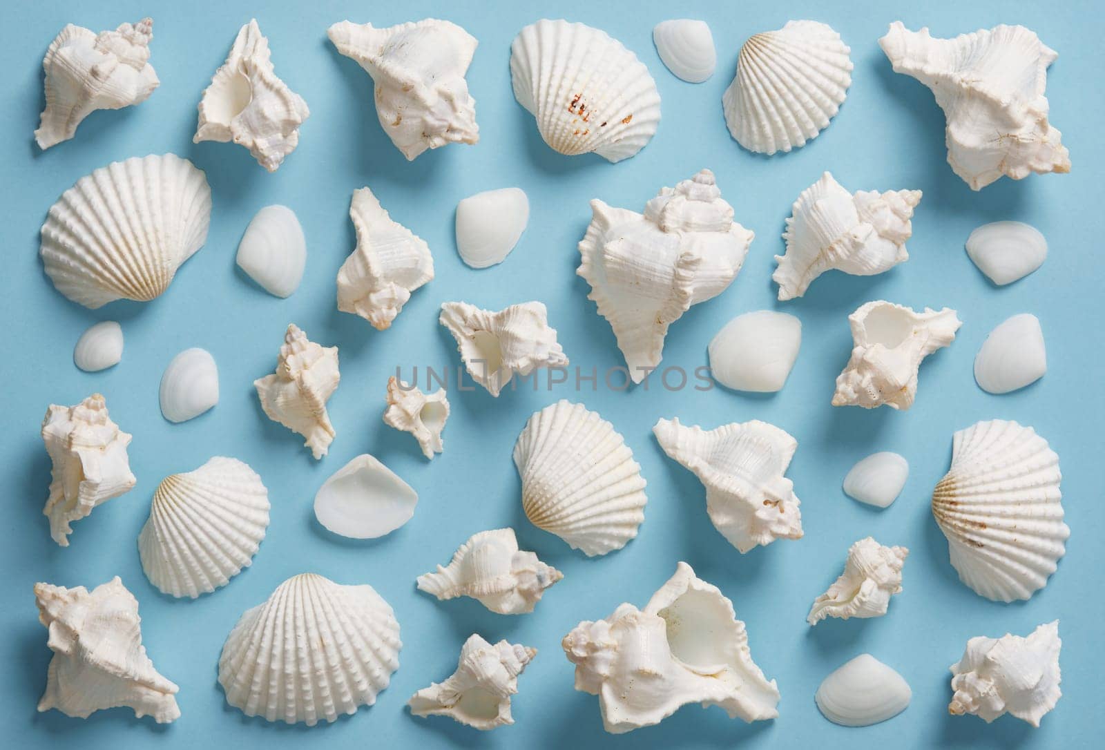 Summer background with white seashells of various shapes arranged neatly on blue backdrop.