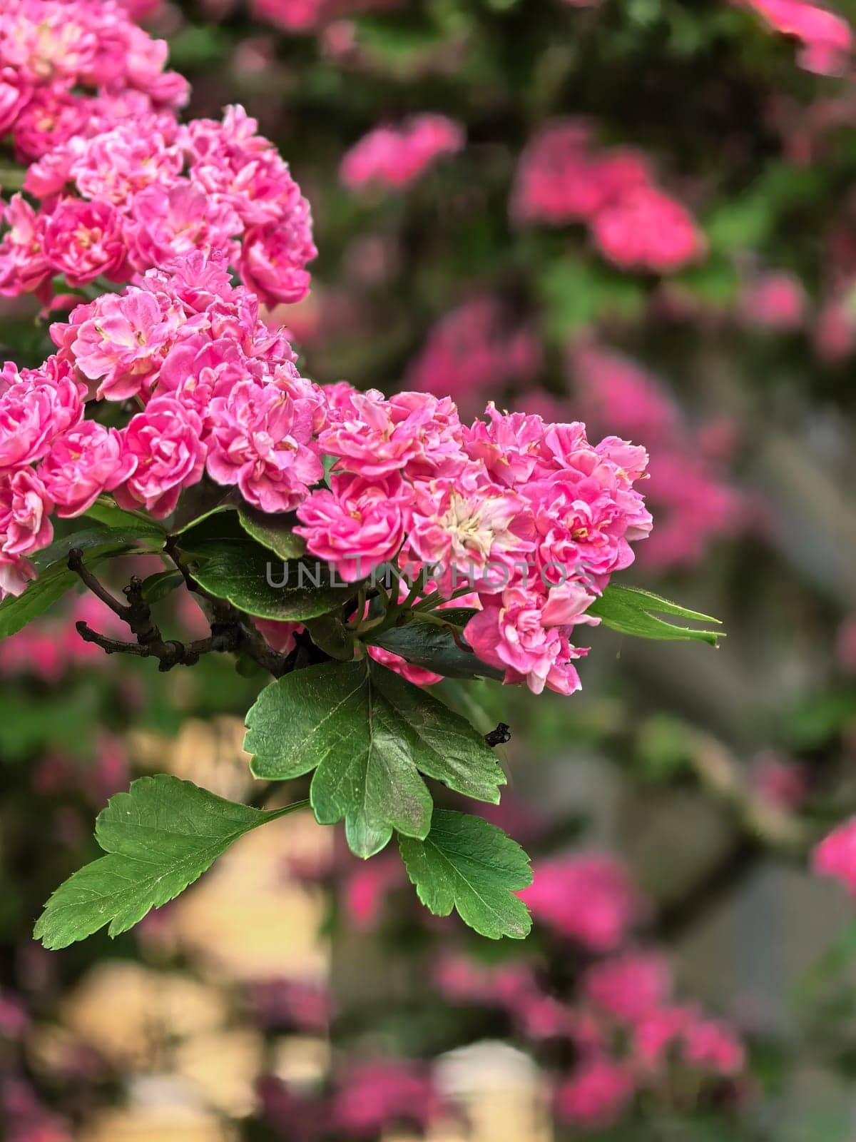Bright pink hawthorn flowers bloom profusely on a green branch against a city building.