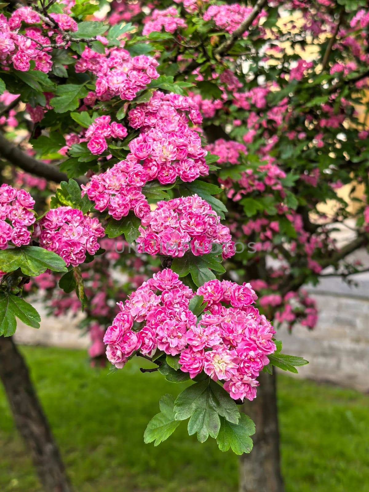 Bright pink hawthorn flowers bloom profusely on a green branch against a city building.